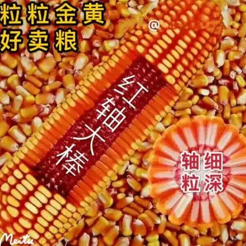 新玉156高产玉米种子大全苞米种南方北方新品种矮杆抗倒抗虫