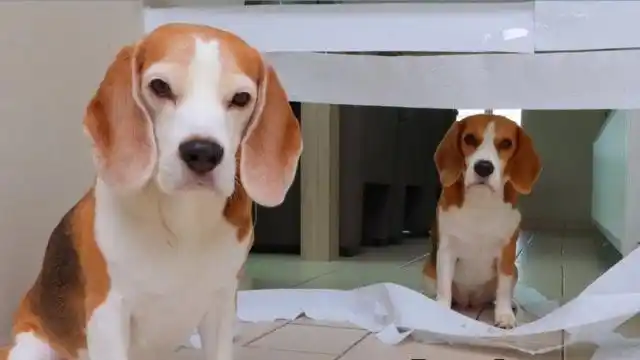 可爱狗狗:,萌萌狗狗玩游戏,哈哈