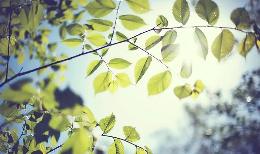 烈日炎炎的夏天之树叶高清