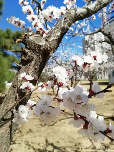寻找春天(二)~杏花