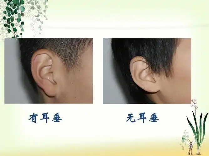 教科版小学科学六年级上册第四单元《相貌各异的我们》课件ppt