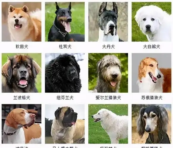 是世界名犬之一02 罗威纳犬最具有勇气和力量的犬种,喜欢活动,每天