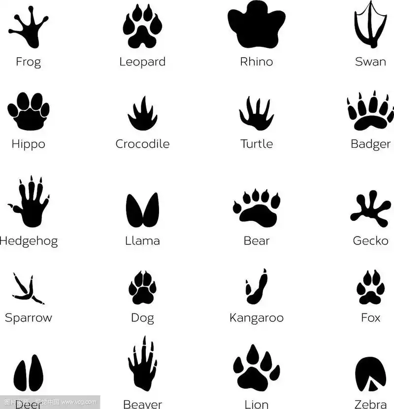 黑色的脚印,动物的形状,大象