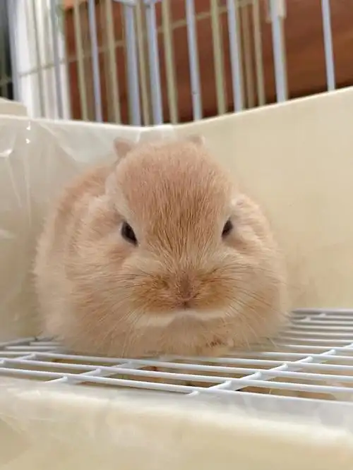 兔子宝宝还没满月就会孵蛋了还会上厕所