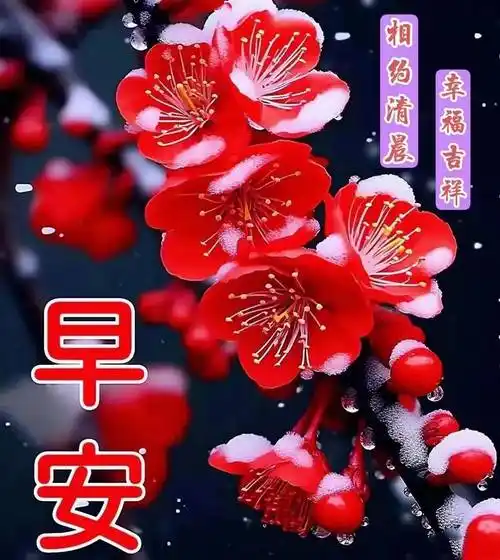 7张非常漂亮的鲜花早安祝福图片带字问候语录,群发的早上好祝福语图片