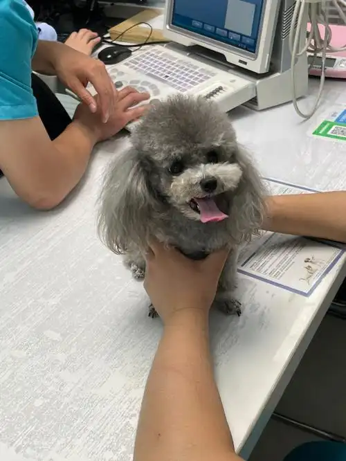 灰泰迪配种第29天忍不住来b超了