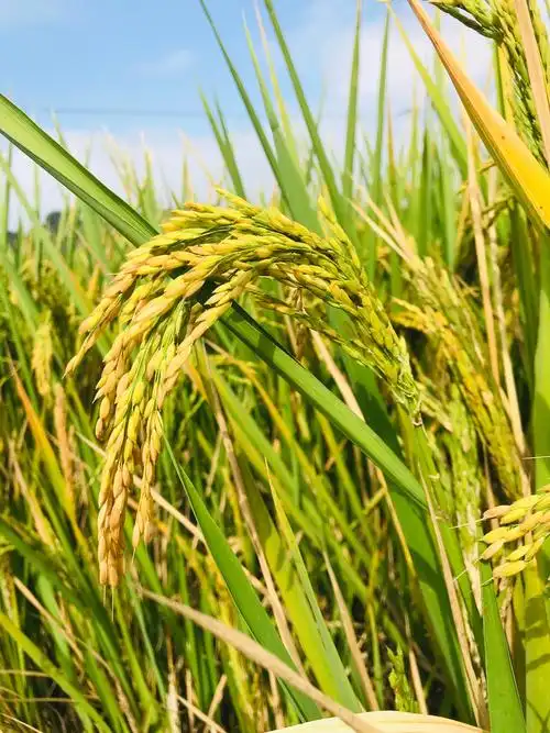 寻味秋天系列之——水稻