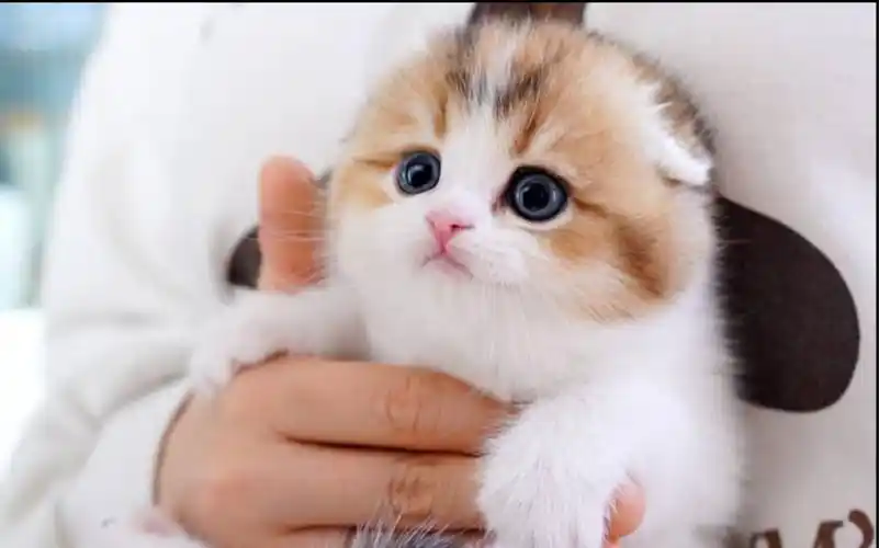 可爱小奶猫有点呆呆的太萌了