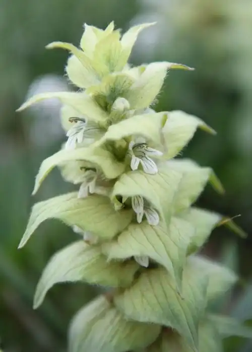 三江源国家公园植物系列九白苞筋骨草