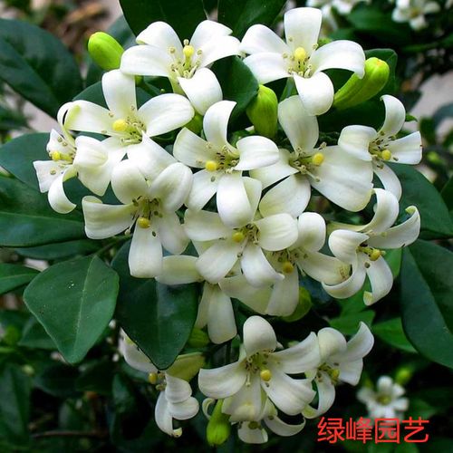 九里香盆栽七里香苗白雪花四季长青阳台庭院植物宿根花卉好养包邮