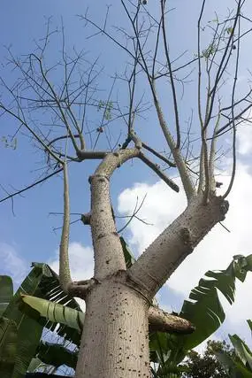 木棉树下的小亭子