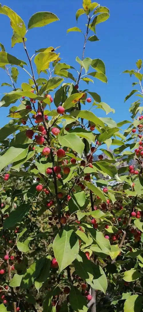 周末领着孩子去郊游,在山沟里,意外发现在两棵野生海棠树,一棵树果子