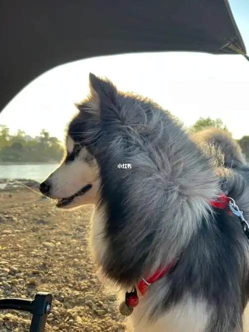 阿拉斯加光下的神明少犬