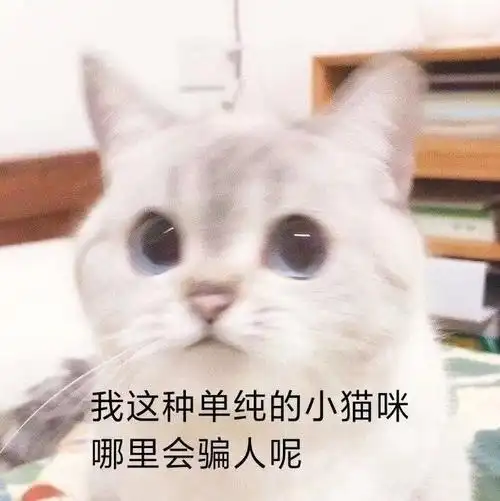 我这种单纯的小猫咪哪里会骗人呢你要的神表情都在这,让你站在斗图