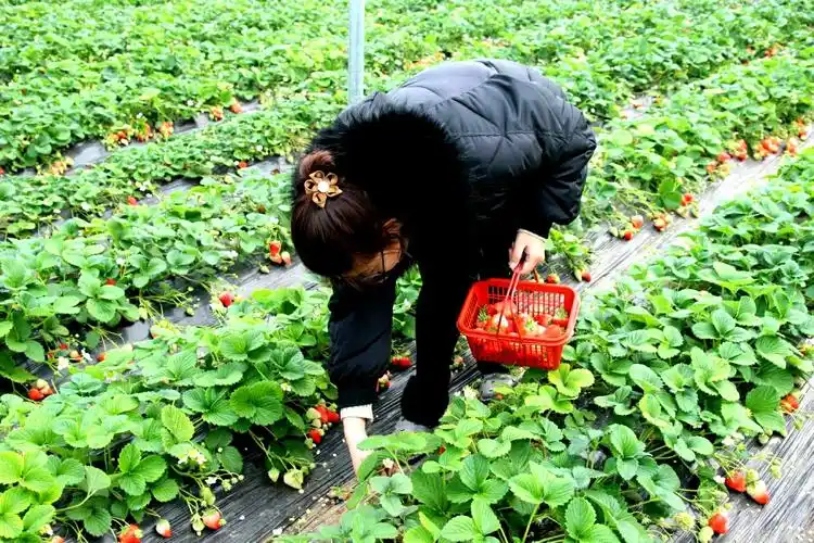 女神节 一起去生态农业大观园体验草莓采摘乐趣!