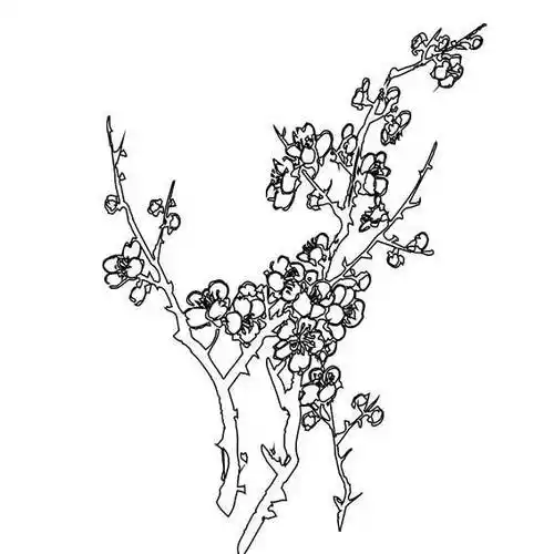 画梅花简笔画铅笔画梅花简笔画