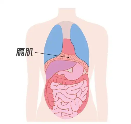 产生原因:想要更深入的认识呃逆,我们需要了解"膈肌",它位于肺的下方
