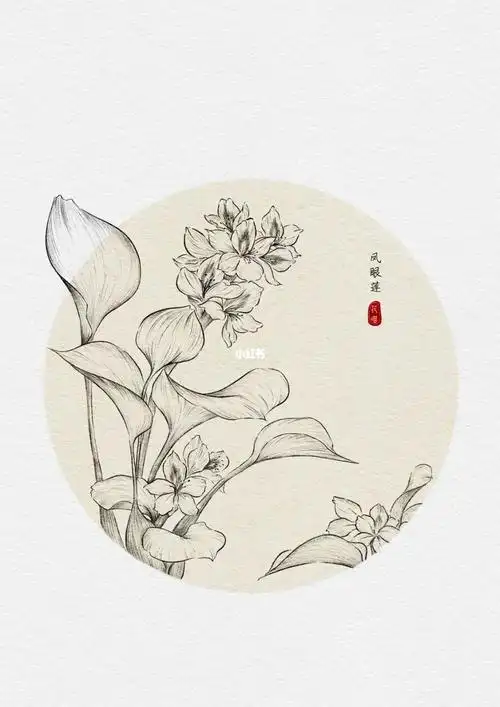 古风花卉植物线描练笔凤眼莲no930
