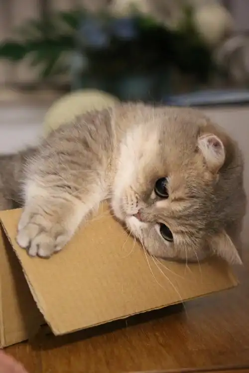 掌握了要饭密码的小猫