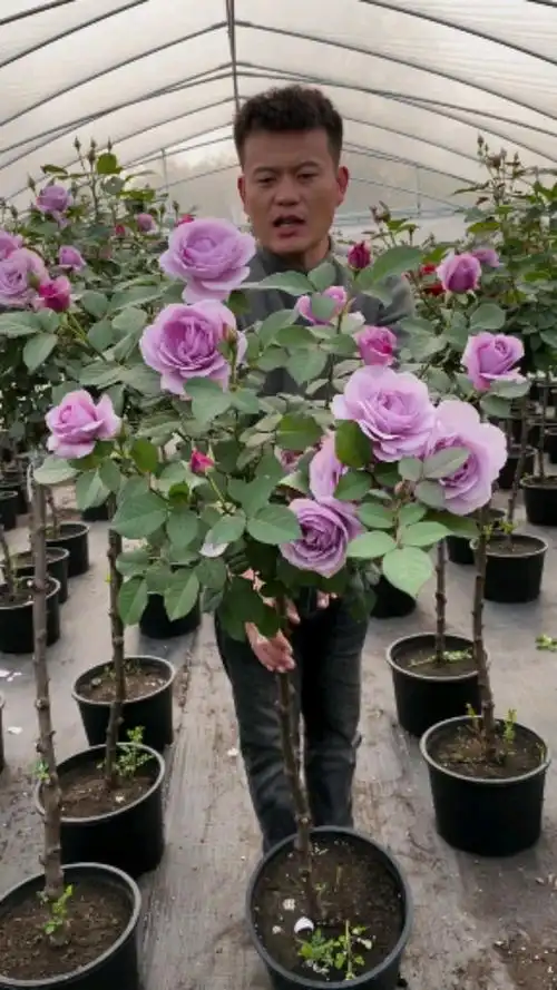 蓝色风暴树桩月季,开花是蓝紫色的非常漂亮