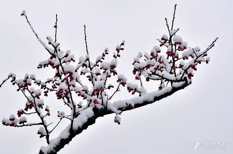 傲雪寒梅家乡下了第二场雪拍的请欣赏