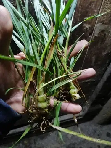 贵州野生苗药算盘子500g包邮 中草药材珍珠草九籽连环珠串珠干货
