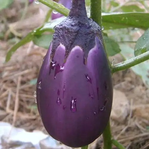 茄子华星早茄椭圆形种子园茄紫黑色水果春播种苗家庭园艺种子