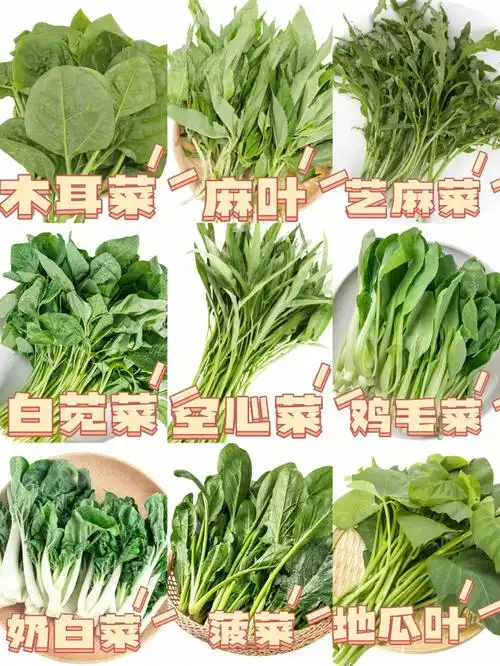 常见的时令蔬菜丨超市看到一眼能辨清下集