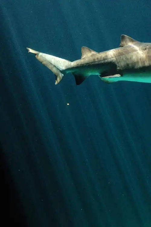 正面,海底,水下,美景,哺乳动物,鲨鱼,野生动物,一条,阴影,光线,尾巴