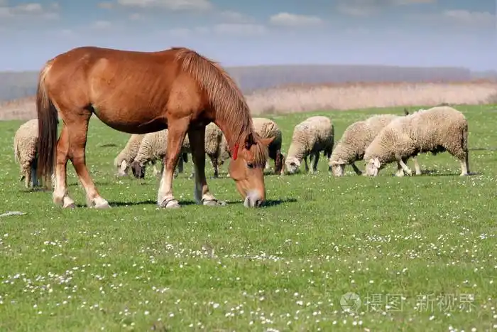 农场动物马和羊