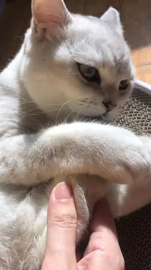 我家萌宠成精了#脚丫子好吃吗