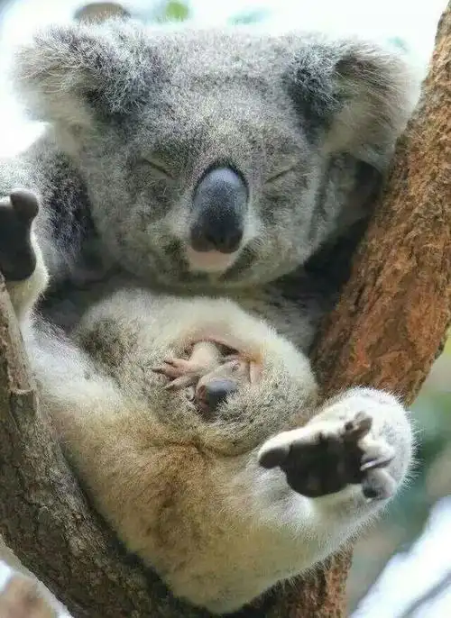 原来考拉妈妈的口袋朝后是方便孩子吃屎啊