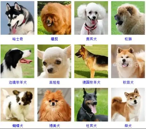 买世界名犬的时候都应该注意哪些特征