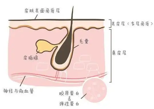 鼻子上黑头是怎么形成的原因(鼻子上的黑头是怎么形成的)  第2张