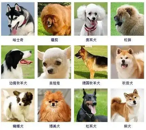 迷你杜宾 惠比特犬 巨型雪纳瑞犬 大丹犬 斯塔福郡斗牛梗 北 - 抖音