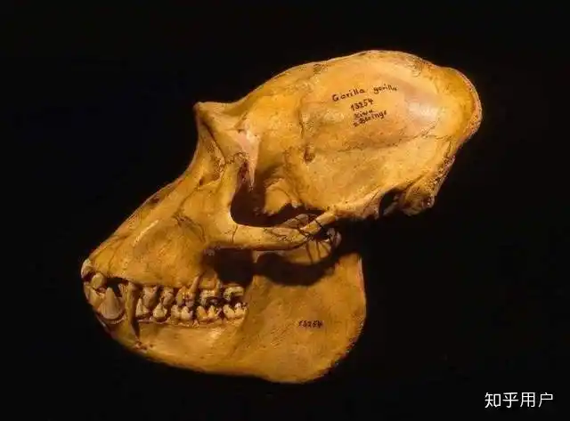 人类没有犬齿,是不是本来就是吃素的? - 知乎