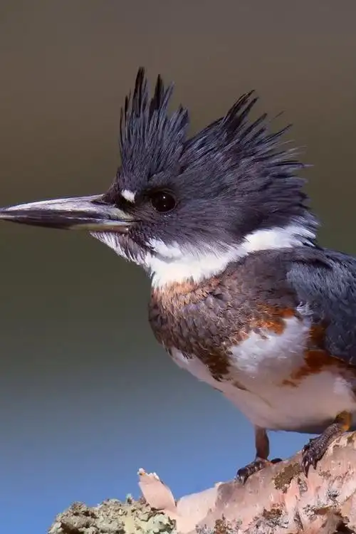 翠鸟,黑白羽毛 iphone 壁纸