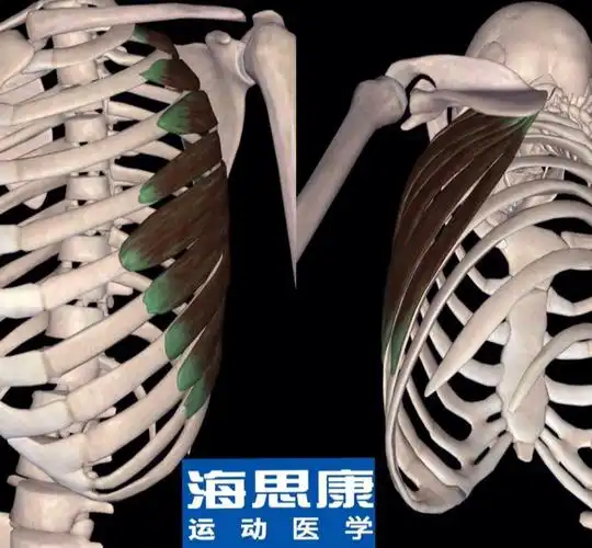 接上期富贵包的康复训练方法之前锯肌练习