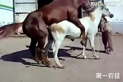 种马与母马是怎么进行交配的种马交配视频