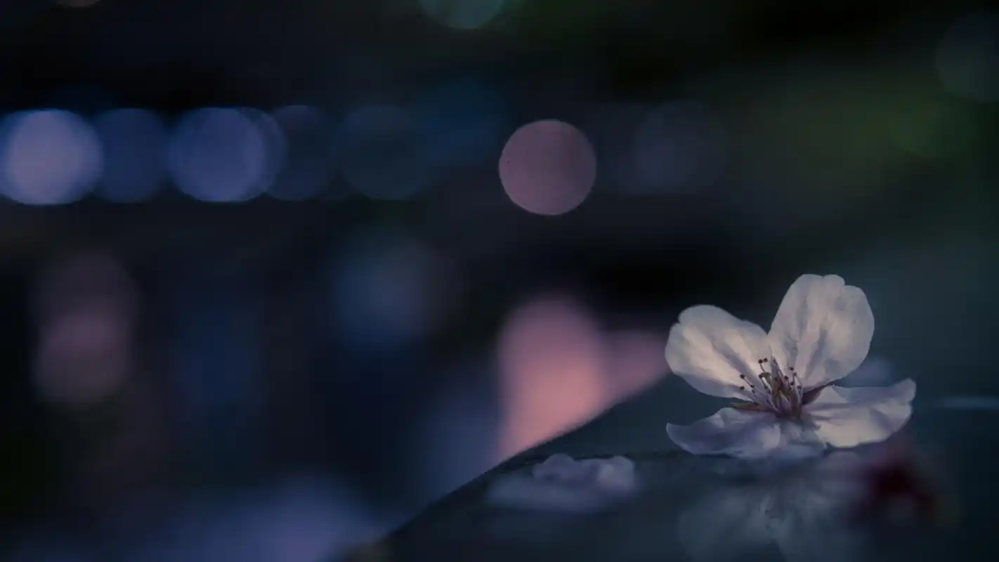 好看唯美的微距摄影高清壁纸