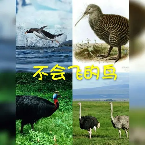 青少年宫艺术幼儿园中二班【不会飞的鸟】