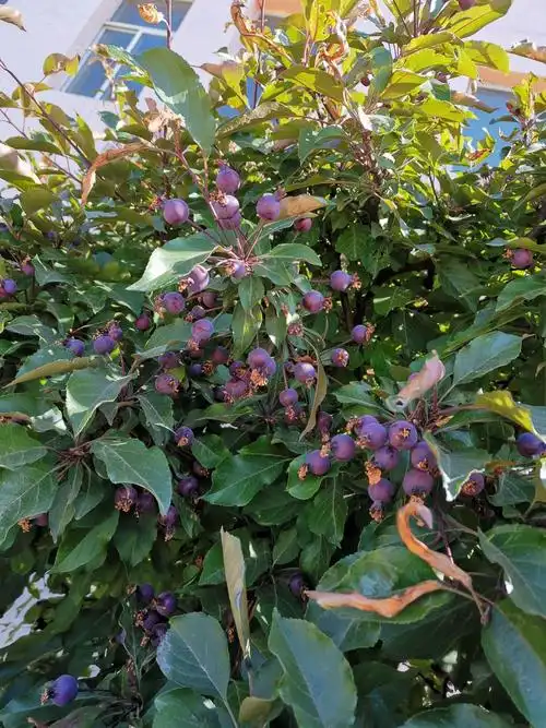 窗外的海棠树挂满了紫里透红的硕果,那么喜庆,那么诱人