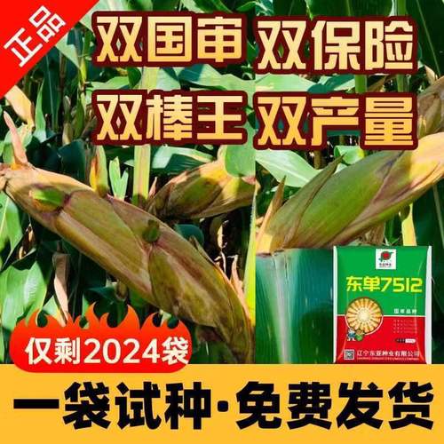 细辛高产双胞胎玉米种子批发国审紫矮杆大棒抗锈病南北方苞米 3.