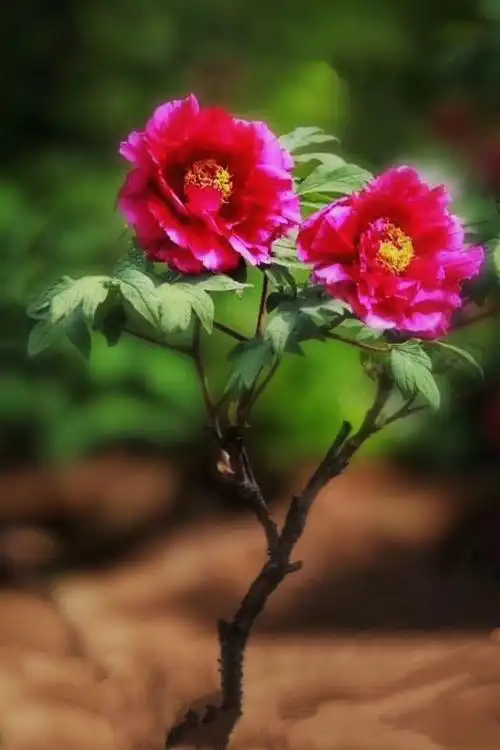 最美人间四月天 百花丛中牡丹艳 - 美篇