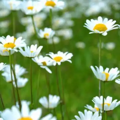 清新花朵头像清新淡雅小雏菊图片