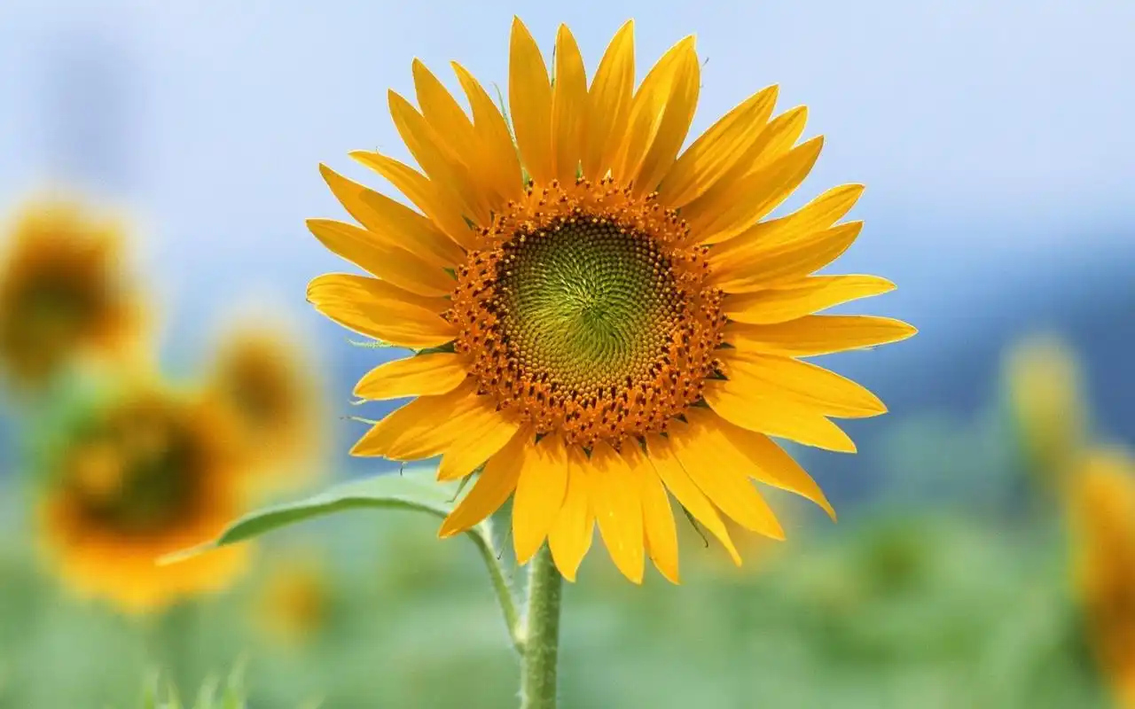 sunflowers,flowers,yellow flowers,summer,petals,壁纸,高清壁纸