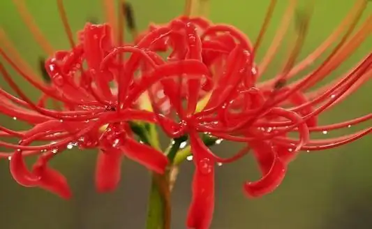 冥界四花的传说|曼陀罗|彼岸花|曼珠沙华|花语_网易订阅