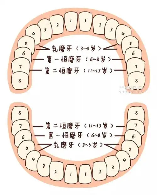 这里特别需要提一下的就是,我们的第一恒磨牙,也就是俗称的"六龄齿"
