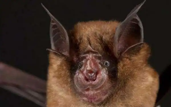 菊头蝠为狂犬病病毒,尼帕病毒,汉塔病毒等许多动物源病毒的重要宿主