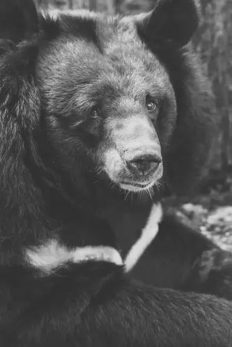 壁纸 悲伤的熊,黑白图片 3840x2160 uhd 4k 高清壁纸, 图片, 照片